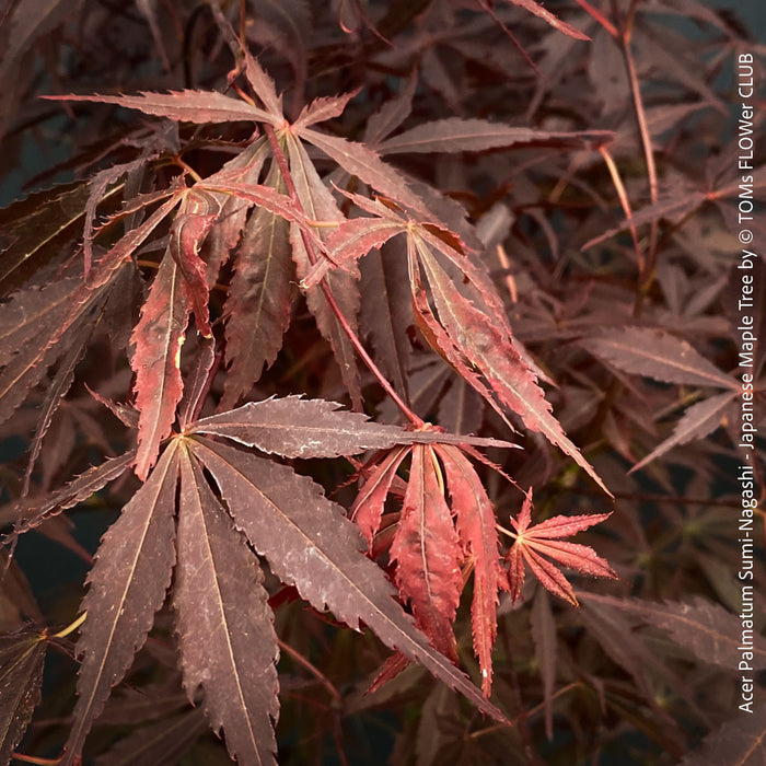 Elegant Japanese maple Sumi-nagashi garden feature for sale at TOMs FLOWer CLUB