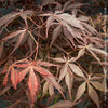 Elegant Japanese maple Sumi-nagashi garden feature for sale at TOMs FLOWer CLUB