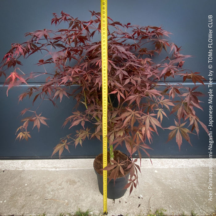 Acer palmatum Sumi-nagashi potted collector tree for sale at TOMs FLOWer CLUB
