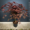 Acer palmatum Sumi-nagashi Japanese maple tree for sale at TOMs FLOWer CLUB