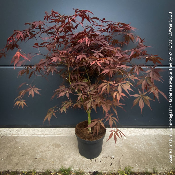 Acer palmatum Sumi-nagashi Japanese maple tree for sale at TOMs FLOWer CLUB