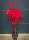 Acer Palmatum form own seed propogation string red leaf in the fall, acer tree for sale at TOMs FLOWer CLUB