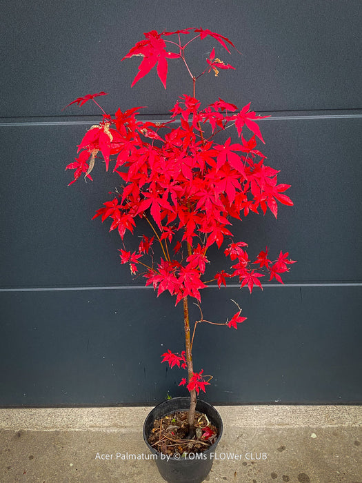 Acer Palmatum form own seed propogation string red leaf in the fall, acer tree for sale at TOMs FLOWer CLUB