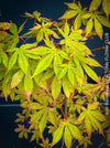 Close-up of a Japanese maple plant with bright green to yellow-green leaves and reddish-pink tips, photographed against a dark blue background. A vertical watermark reads 'Acer Palmatum by TOMS FLOWER CLUB'.