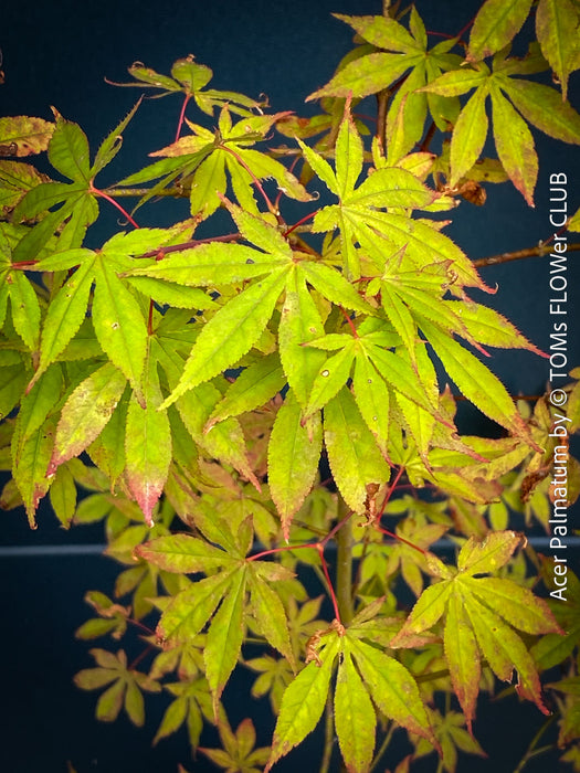 Close-up of a Japanese maple plant with bright green to yellow-green leaves and reddish-pink tips, photographed against a dark blue background. A vertical watermark reads 'Acer Palmatum by TOMS FLOWER CLUB'.