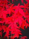 Acer Palmatum form own seed propogation string red leaf in the fall, acer tree for sale at TOMs FLOWer CLUB