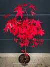Acer Palmatum form own seed propogation string red leaf in the fall, acer tree for sale at TOMs FLOWer CLUB
