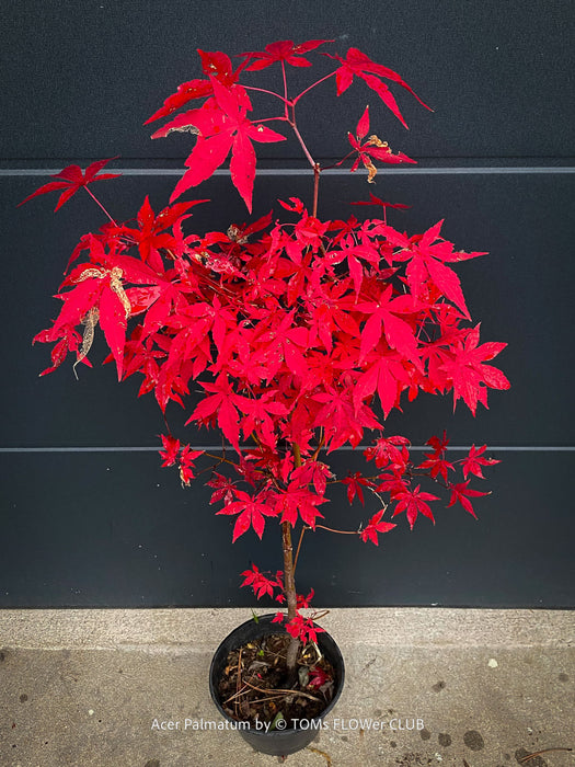 Acer Palmatum form own seed propogation string red leaf in the fall, acer tree for sale at TOMs FLOWer CLUB