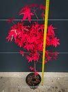 Acer Palmatum form own seed propogation string red leaf in the fall, acer tree for sale at TOMs FLOWer CLUB