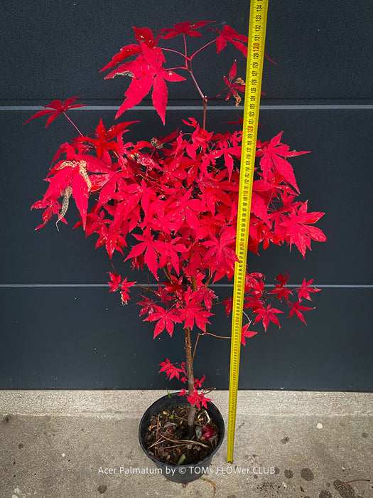 Acer Palmatum form own seed propogation string red leaf in the fall, acer tree for sale at TOMs FLOWer CLUB