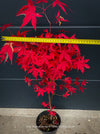 Acer Palmatum form own seed propogation string red leaf in the fall, acer tree for sale at TOMs FLOWer CLUB