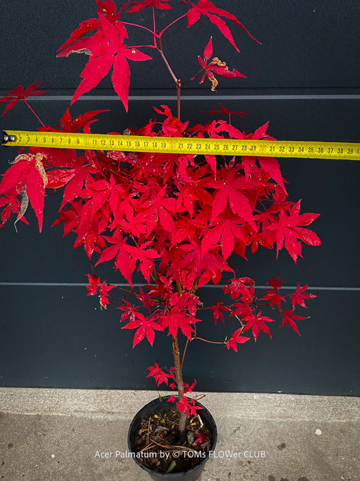 Acer Palmatum form own seed propogation string red leaf in the fall, acer tree for sale at TOMs FLOWer CLUB
