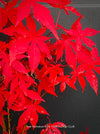 Acer Palmatum form own seed propogation string red leaf in the fall, acer tree for sale at TOMs FLOWer CLUB