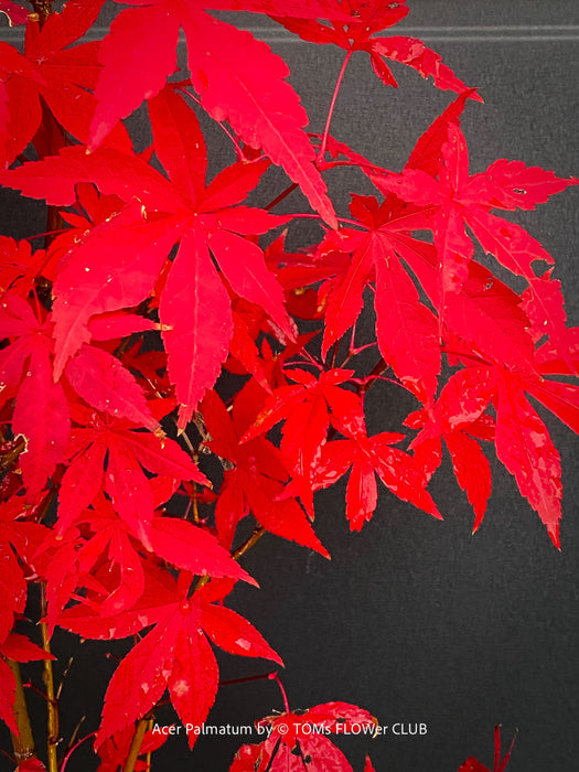 Acer Palmatum form own seed propogation string red leaf in the fall, acer tree for sale at TOMs FLOWer CLUB