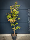Acer Palmatum form own seed propogation string red leaf in the fall, acer tree for sale at TOMs FLOWer CLUB