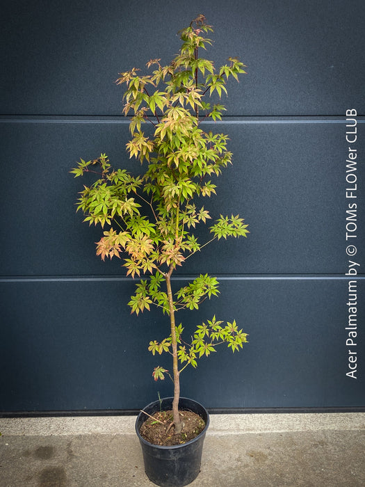 Acer Palmatum form own seed propogation string red leaf in the fall, acer tree for sale at TOMs FLOWer CLUB
