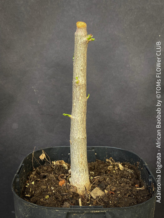 Adansonia Digitata / African baobab