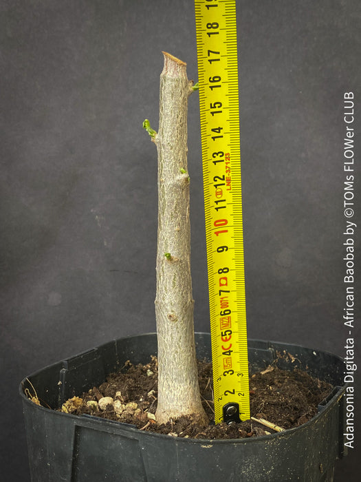 Adansonia Digitata / African baobab