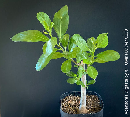 Adansonia Digitata - Endemic Baobab Tree with Unique Appearance, Potted in Organic Substrate for Optimal Growth, for Sale at TOMs FLOWer CLUB