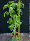 Adansonia za – Za Baobab / Madagascar Baobab, organically grown tropical plants from Madagascar for sale at TOMs FLOWer CLUB.