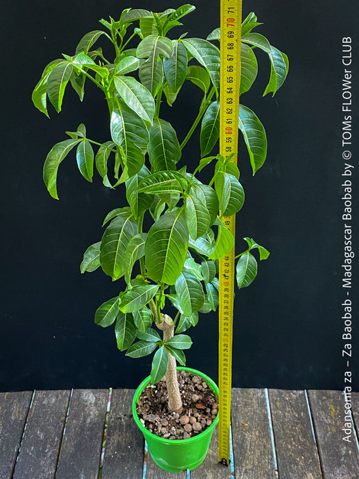 Adansonia za – Za Baobab / Madagascar Baobab, organically grown tropical plants from Madagascar for sale at TOMs FLOWer CLUB.