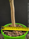 Adansonia za – Za Baobab / Madagascar Baobab, organically grown tropical plants from Madagascar for sale at TOMs FLOWer CLUB.