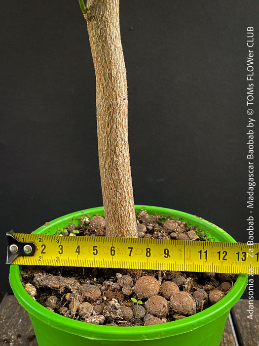 Adansonia za – Za Baobab / Madagascar Baobab, organically grown tropical plants from Madagascar for sale at TOMs FLOWer CLUB.
