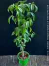 Adansonia za – Za Baobab / Madagascar Baobab, organically grown tropical plants from Madagascar for sale at TOMs FLOWer CLUB.