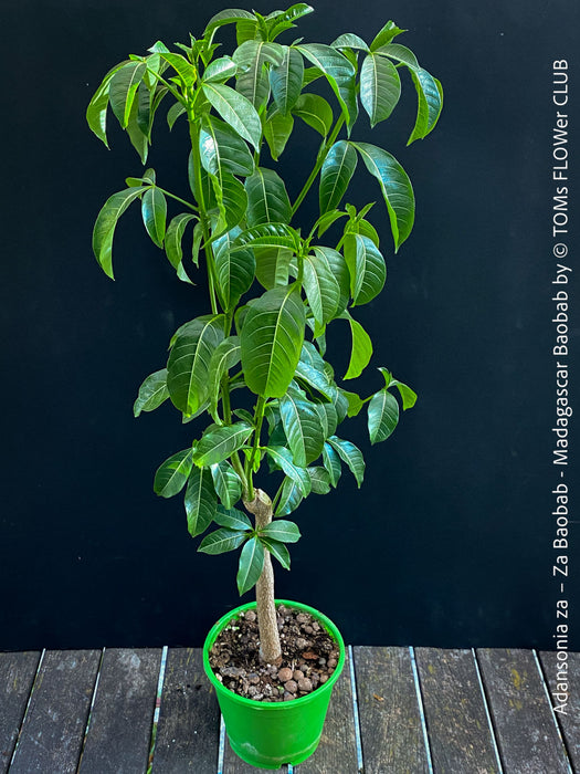 Adansonia za – Za Baobab / Madagascar Baobab, organically grown tropical plants from Madagascar for sale at TOMs FLOWer CLUB.