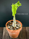 Adenia Ellenbeckii, organically grown tropical plants for sale at TOMs FLOWer CLUB, caudex, Kodex, Stamm, Wasserspeicher