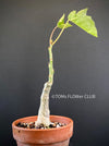 Adenia Ellenbeckii, organically grown tropical plants for sale at TOMs FLOWer CLUB, caudex, Kodex, Stamm, Wasserspeicher