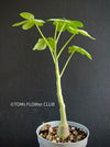 Adenia Glauca, organically grown tropical plants for sale at TOMs FLOWer CLUB, caudex, Kodex, Stamm, Wasserspeicher,