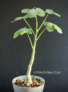 Adenia Glauca, organically grown tropical plants for sale at TOMs FLOWer CLUB, caudex, Kodex, Stamm, Wasserspeicher,