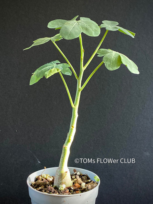 Adenia Glauca, organically grown tropical plants for sale at TOMs FLOWer CLUB, caudex, Kodex, Stamm, Wasserspeicher,