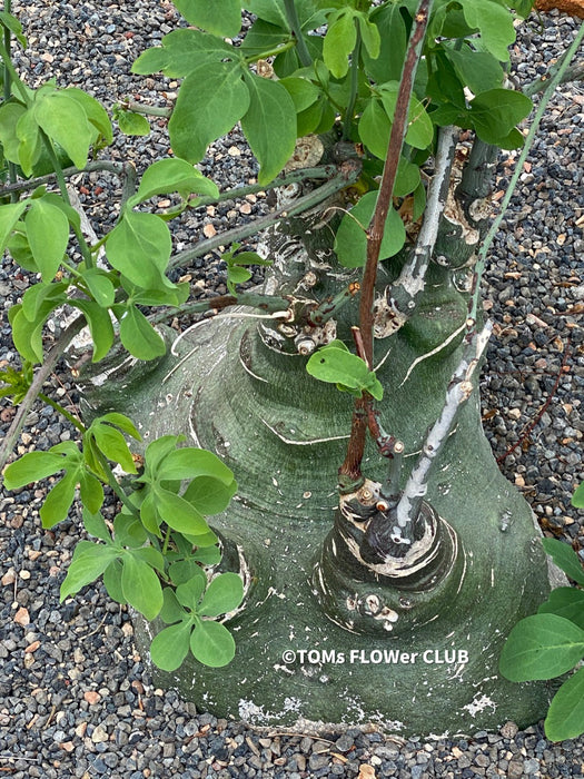 Adenia Glauca, organically grown tropical plants for sale at TOMs FLOWer CLUB, caudex, Kodex, Stamm, Wasserspeicher,