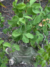Adenia Glauca, organically grown tropical plants for sale at TOMs FLOWer CLUB, caudex, Kodex, Stamm, Wasserspeicher,