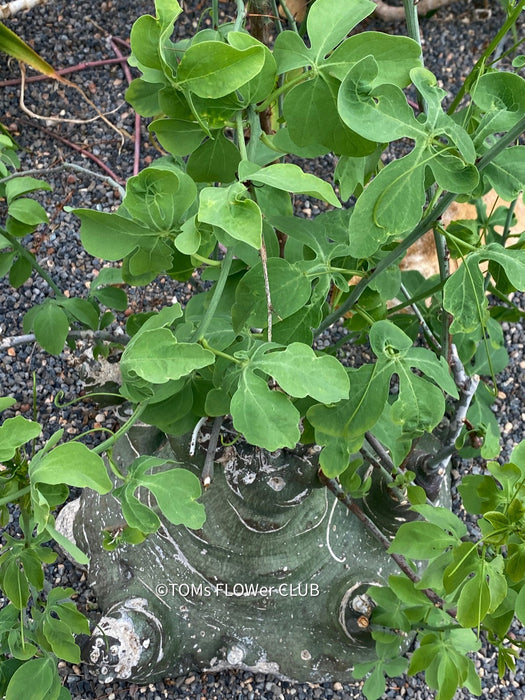 Adenia Glauca, organically grown tropical plants for sale at TOMs FLOWer CLUB, caudex, Kodex, Stamm, Wasserspeicher,