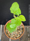 Leaf detail of Adenia Keramanthus - Keramanthus Kirkii Hook, organically grown tropical caudex plants for sale at TOMs FLOWer CLUB.