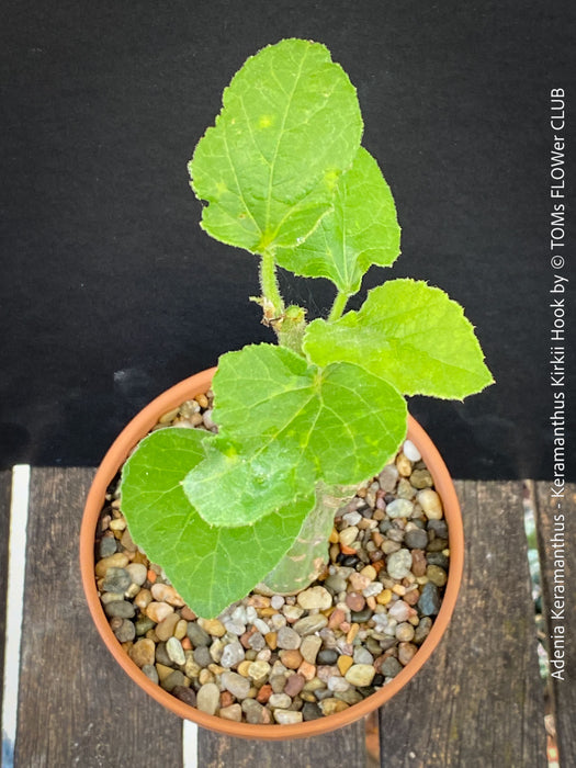 Leaf detail of Adenia Keramanthus - Keramanthus Kirkii Hook, organically grown tropical caudex plants for sale at TOMs FLOWer CLUB.