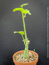 Adenia Keramanthus - Keramanthus Kirkii Hook, organically grown tropical caudex plants for sale at TOMs FLOWer CLUB.