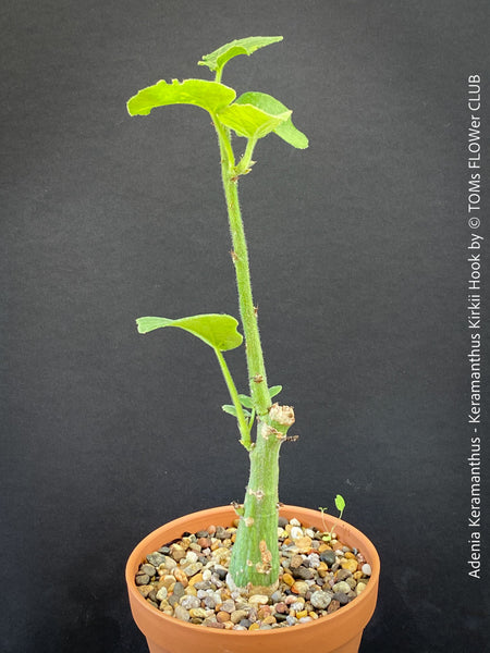 Adenia Keramanthus - Keramanthus Kirkii Hook, organically grown tropical caudex plants for sale at TOMs FLOWer CLUB.