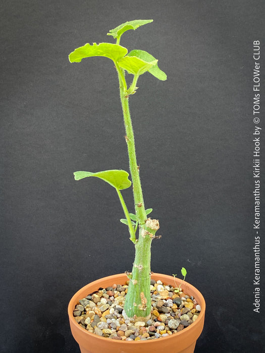 Adenia Keramanthus - Keramanthus Kirkii Hook, organically grown tropical caudex plants for sale at TOMs FLOWer CLUB.