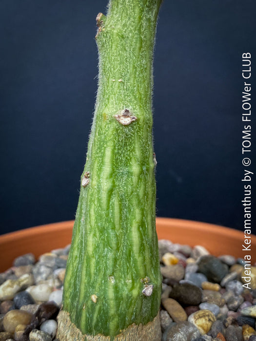 Adenia Keramanthus - Keramanthus Kirkii Hook, organically grown tropical caudex plants for sale at TOMs FLOWer CLUB.