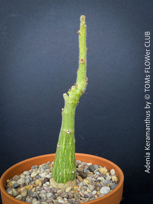 Adenia Keramanthus - Keramanthus Kirkii Hook, organically grown tropical caudex plants for sale at TOMs FLOWer CLUB.