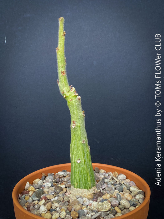 Adenia Keramanthus - Keramanthus Kirkii Hook, organically grown tropical caudex plants for sale at TOMs FLOWer CLUB.