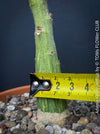 Adenia Keramanthus - Keramanthus Kirkii Hook, organically grown tropical caudex plants for sale at TOMs FLOWer CLUB.