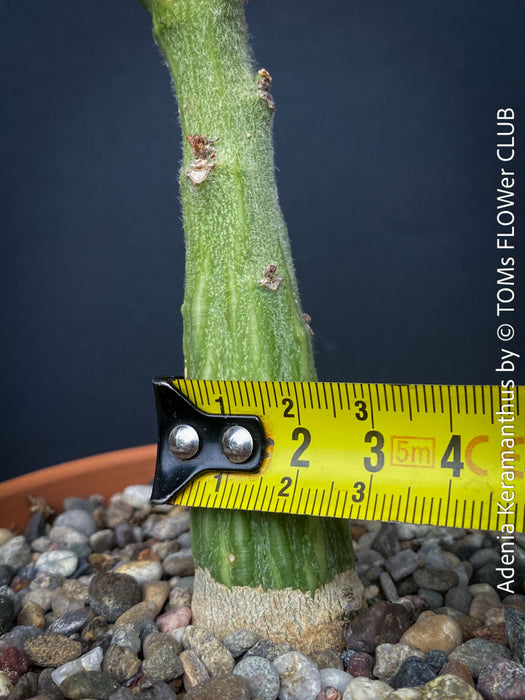 Adenia Keramanthus - Keramanthus Kirkii Hook, organically grown tropical caudex plants for sale at TOMs FLOWer CLUB.
