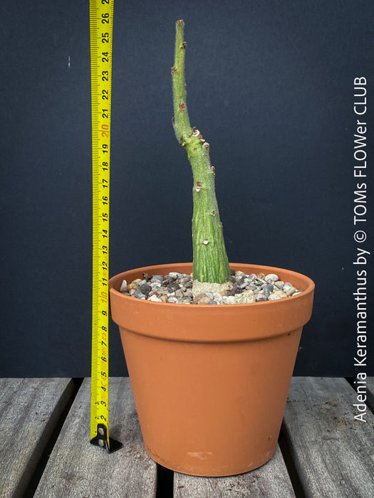 Adenia Keramanthus - Keramanthus Kirkii Hook, organically grown tropical caudex plants for sale at TOMs FLOWer CLUB.