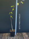 Adenia Olaboensis, organically grown tropical plants for sale at TOMs FLOWer CLUB, caudex, Kodex, Stamm, Wasserspeicher.