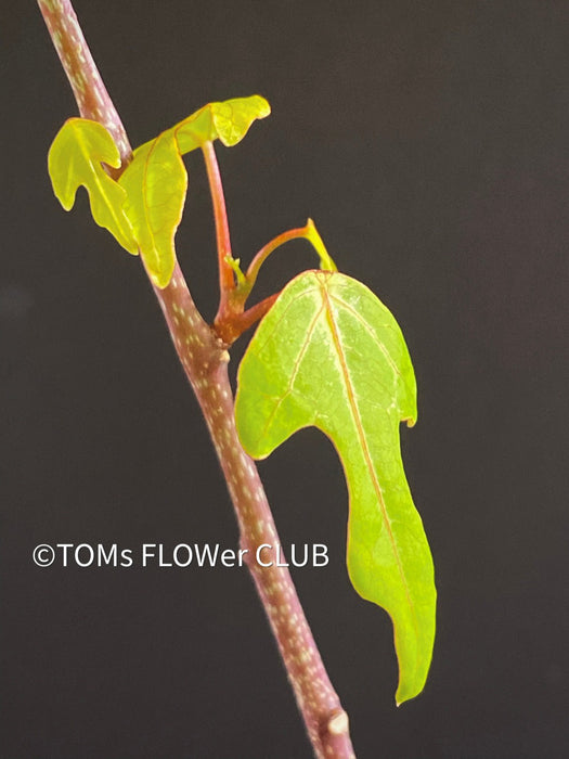 Adenia Olaboensis, organically grown tropical plants for sale at TOMs FLOWer CLUB, caudex, Kodex, Stamm, Wasserspeicher.